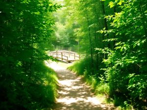 Cărare liniștită prin pădure spre un pod rustic peste râu